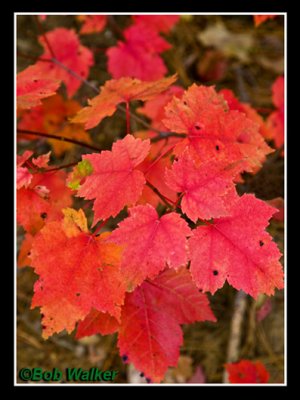 Algonquin Autumn Leaves