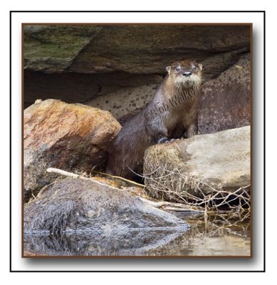 A Playful River Otter (Lutra canadensis)