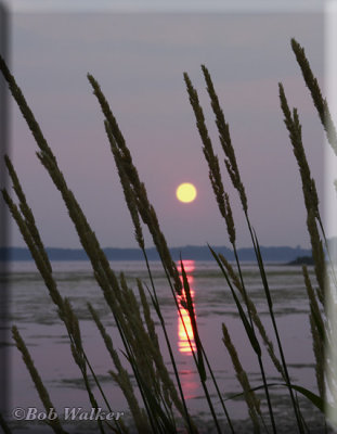 Tranquil Yellow Moon Beams Through The Blades Of Grass