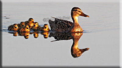 Mother Mallard With Her Brood In Evening's Golden Glow