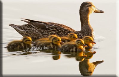 Mother Mallard And Her Little Ducklings Enjoying An Evening Swim