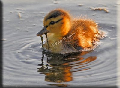 Who Could Resist Watching And Photographing These Cute Little Ducklings