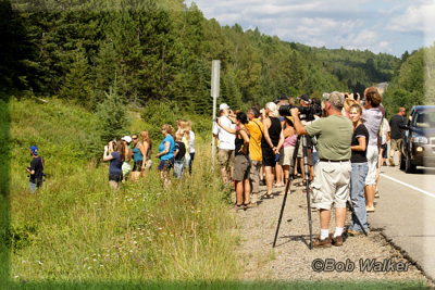 This Is Called A Moose Jam In Algonquin Provincial Park
