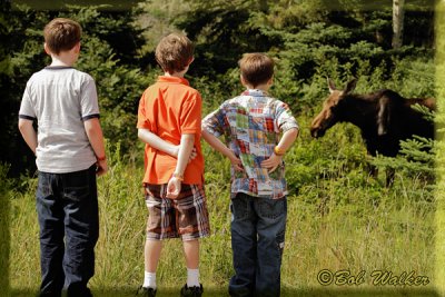 Three Young Boys Enjoying Seeing Their First Moose