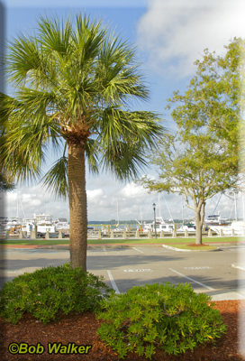 A Glimpes Of The Beaufort Marina