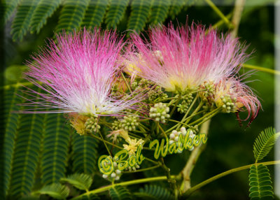 More Of The Beautiful Flowers On The Mimosa Tree