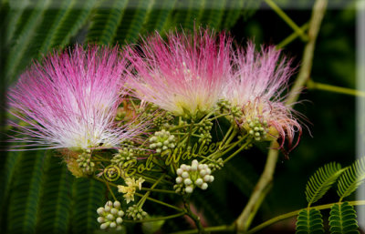 The Mimosa Tree's Delicate Flowers. a.k.a. Albiza julibrissin