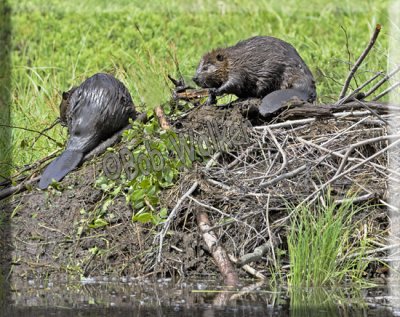 Beavers Working On Their Lodge