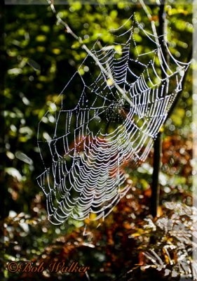 Roadside Spider Web