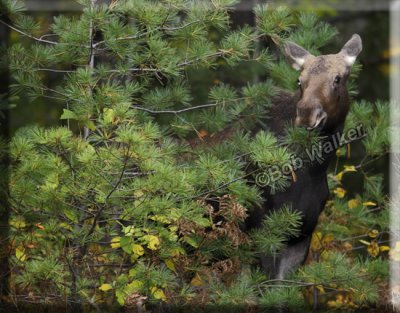 Young Cow Calf Moose Looks Out From Behind Foliage