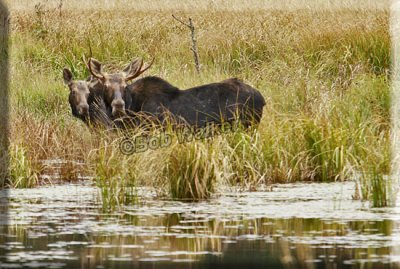A Cow And Young Bull Moose Watch Us While They Forage For Food