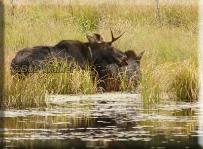 The Young Bull Tries To Mount And Breed The Cow Moose