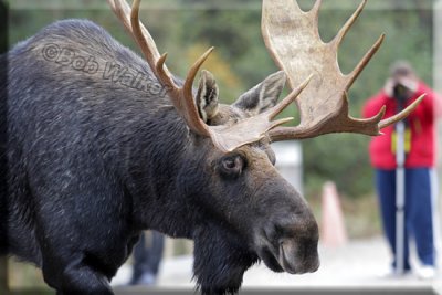 Large Bull On Opeongo Road Decides To Cross Through A Group Of Photographers
