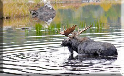 The Bull Moose Then Wades Through The Water He Was Drinking From