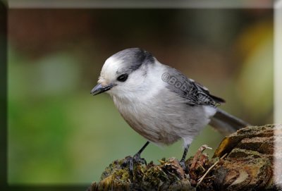 Grey Jay On A Stump
