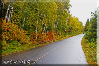 Opeongo Road After A  Rain