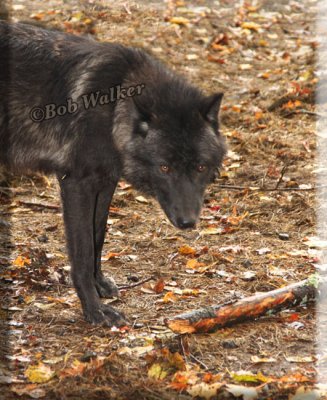 The Young Black Wolf Watches Me