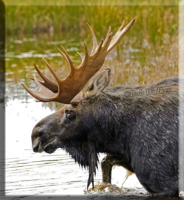 The Bull Enters Into A Small Pond In His Travels