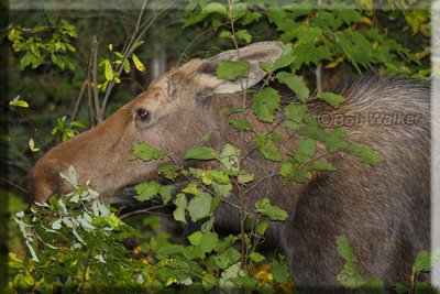 A Moose Calf In The Brush