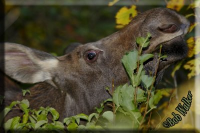 Young Moose Calf Eating Her Vegies
