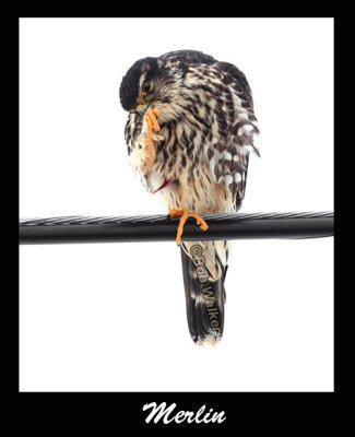 Don't Pick Your Feet Mr. Merlin Please