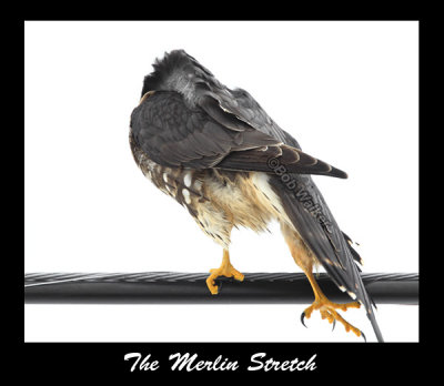 The Merlin Stretch