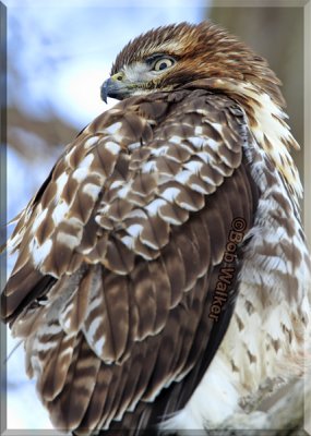 Juvenile Red-tail Hawk
