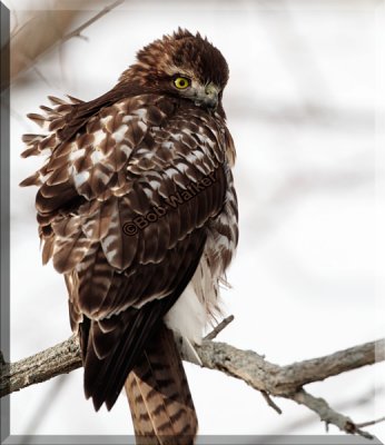 The Juvenile Red-tail Endures Blustery Weather