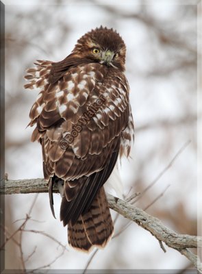 The Juvenile Red-tail Watches In Wonderment As I Do