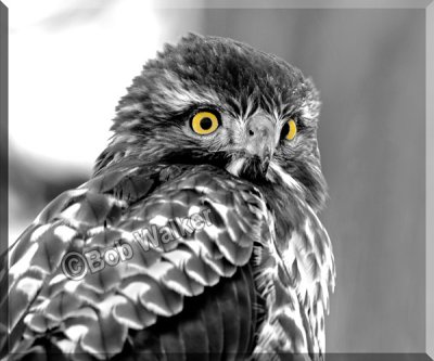 A Juvenile Red-tail Hawk Portriat In Black & White