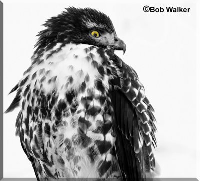Another Presentation Of The Juvenile-Red-tail In Black & White