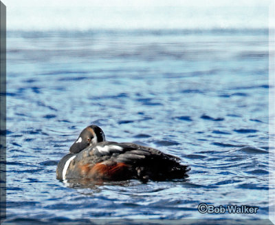 The Harlequin Duck Trying To Survive The Cold