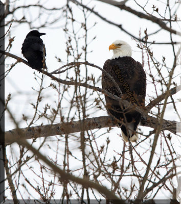 Sometimes Our American Bald Eagle Has To Share Their Perching Area