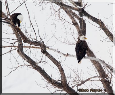 American Bald Eagles In A Tree At Our Carousel Center Mall
