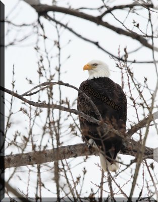 The American Bald Eagle Stands Alert