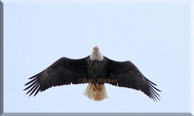 American Bald Eagle Flies Overhead