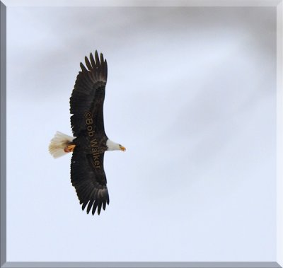 The American Bald Eagle In Flight, What A Beautiful And Awesome Sight