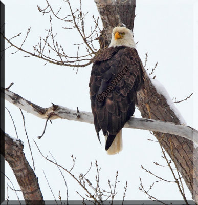 An American Bald Eagle Stands Testimony To A Successful Program