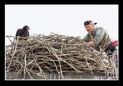 Mr. Nye Banding One Of The Eaglets