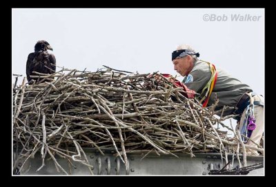 After Banding Mr. Nye Takes Notes On The Eaglets He Has Just Banded 