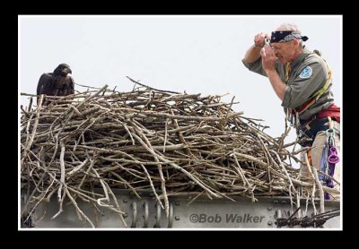 Mr Nye Photographs The Eaglets For Future Identification