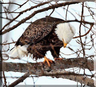 The American Bald Eagle's Talons Dig In