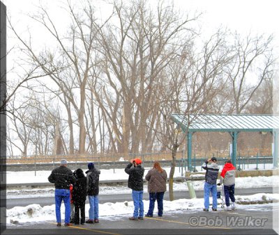 Mall Eagle Watchers On A Wintery Day