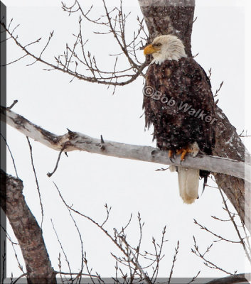 The Eagles Were Enduring The Frigid Weather Also