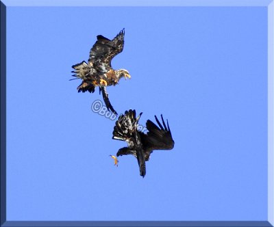 Immature Bald Eagles Engaged In Aerial Combat?