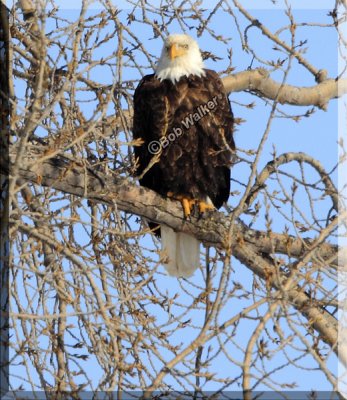 Another American Bald Eagle Perched Along The Canal At The Inner Harbor