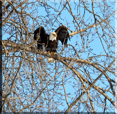 Bald Eagle Preparing To Fly Off