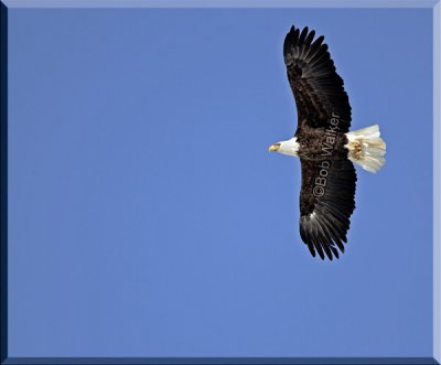 A Mature Bald Eagle In Flight Over Parking Lots