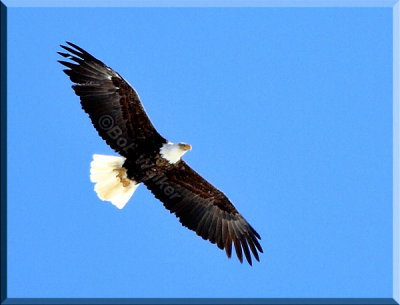 The American Bald Eagle Glides Over Our Heads To Our Delight