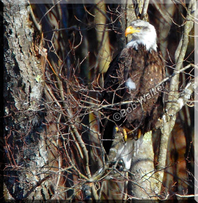 If It Weren't For The Bald Eagle's White Head And Tail It Would Be Hard To Find